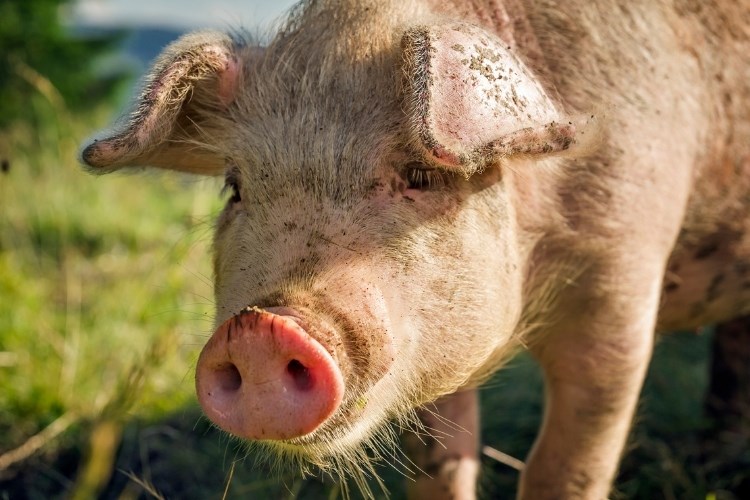 Slika /slike/Priopcenja/Foto_NOVO PRIOPĆENJA/Svinje/d234tg45hw (3).jpg